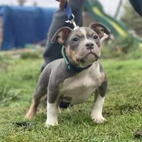 american bully puppy