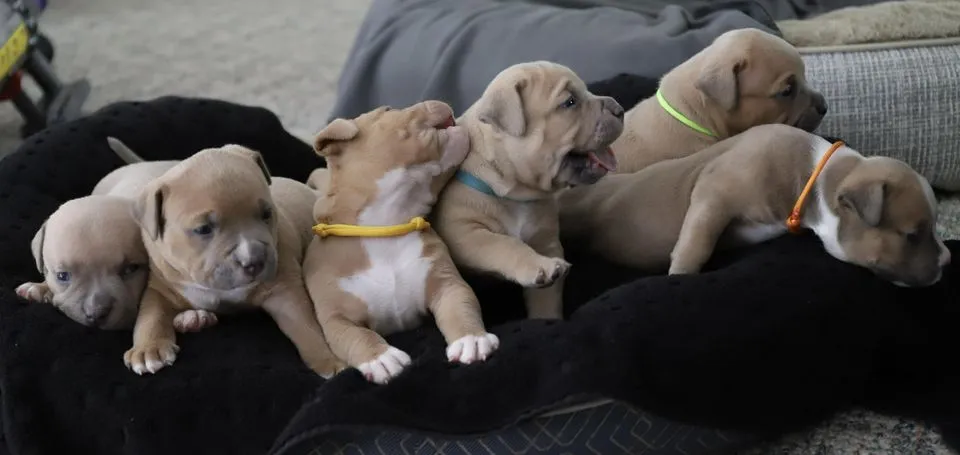 american bully puppies