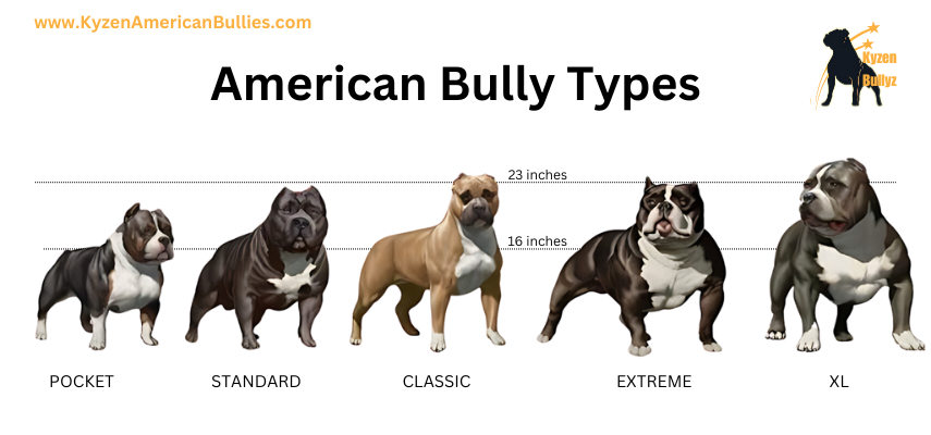 american bully sizes