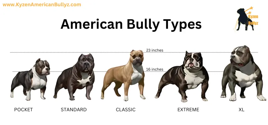 american bully types