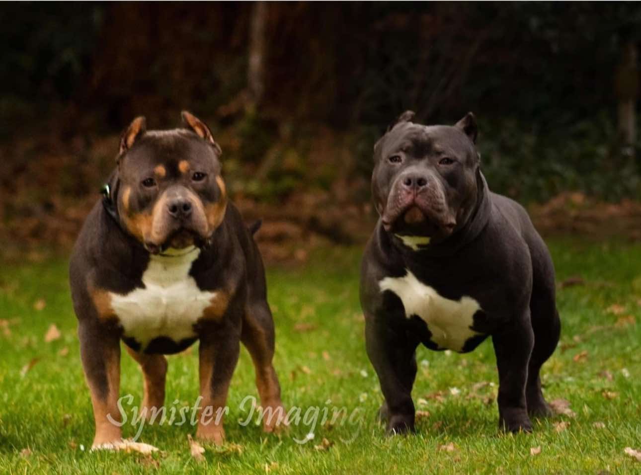 american bully standard and american bully classic