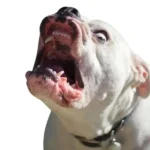 best home protection dog