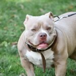 xl american bully
